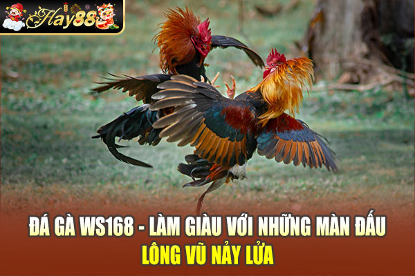 Đá Gà WS168 - Làm Giàu Với Những Màn Đấu Lông Vũ Nảy Lửa