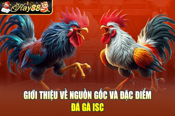 Giới thiệu về nguồn gốc và đặc điểm đá gà ISC Giới thiệu về nguồn gốc và đặc điểm đá gà ISC