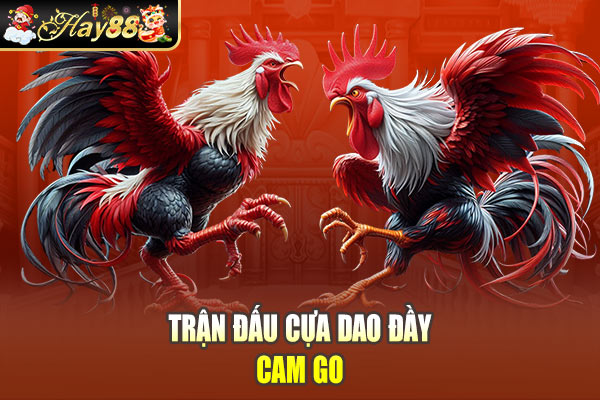 Trận đấu cựa Dao đầy cam go Trận đấu cựa Dao đầy cam go